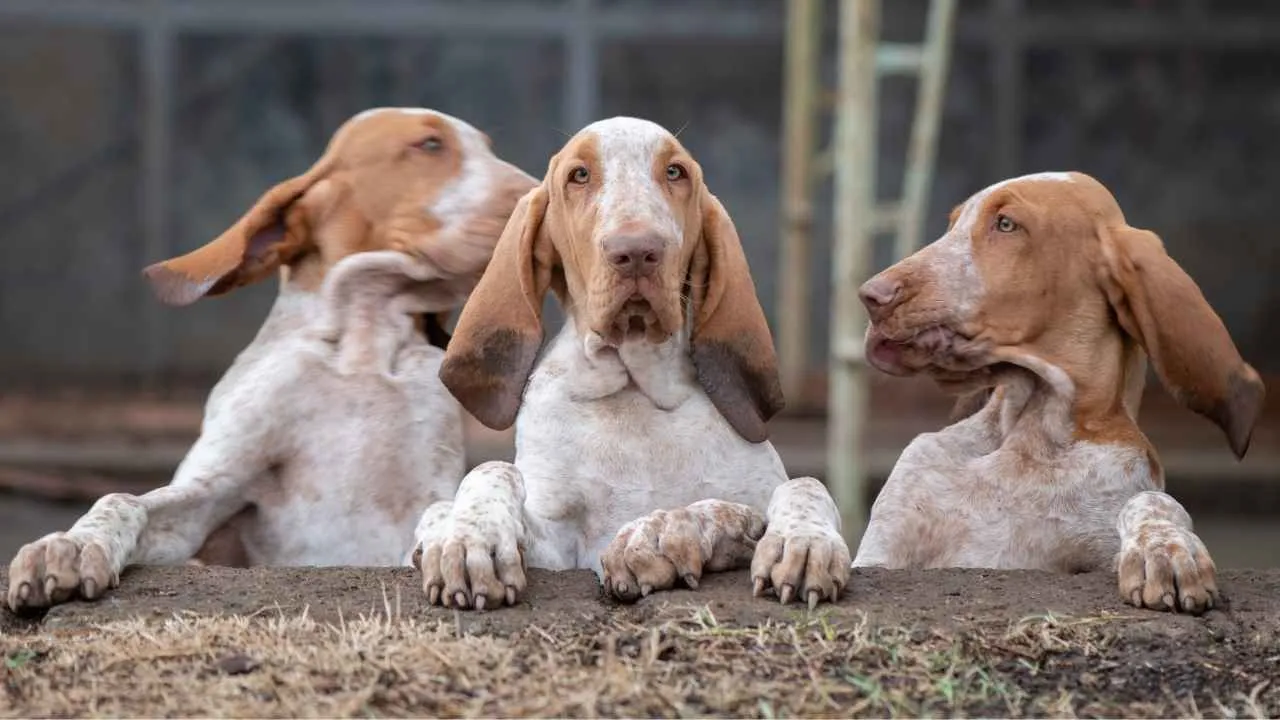 Bracco Italiano