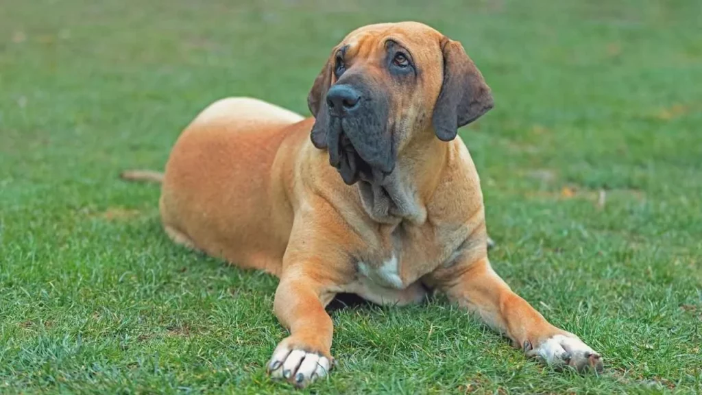 Brazilian Terrier