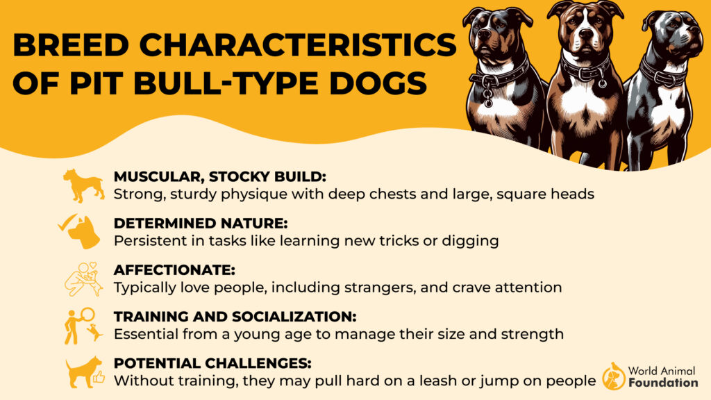 Pit bull