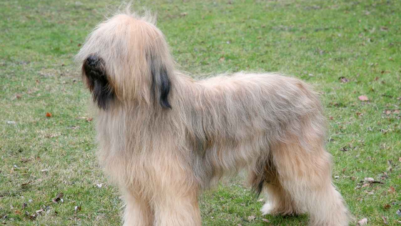 Briard