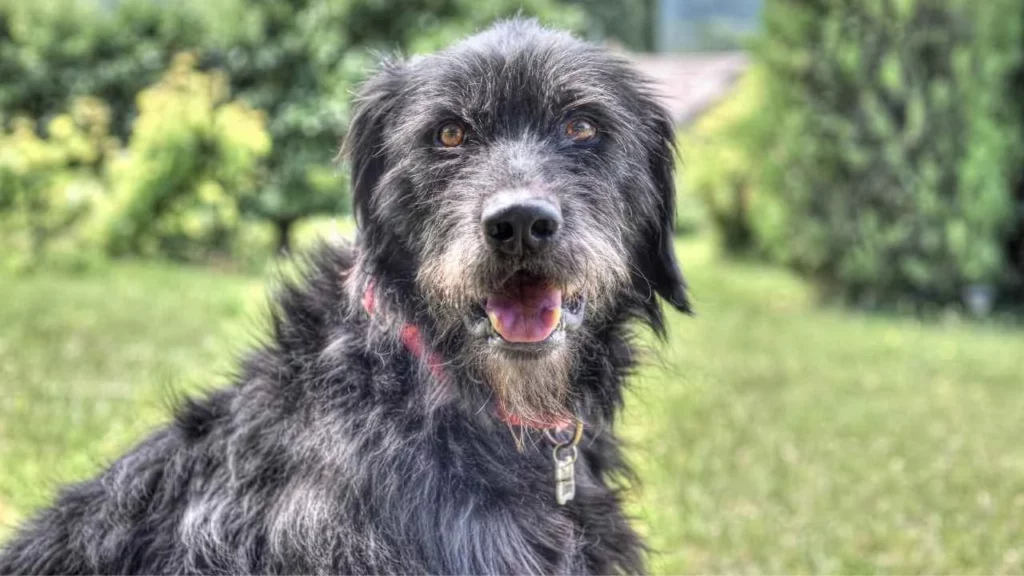 briard