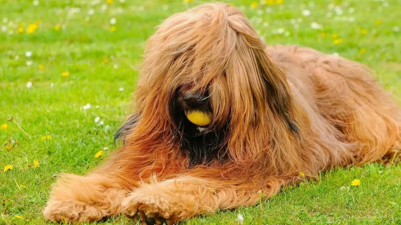 Briard