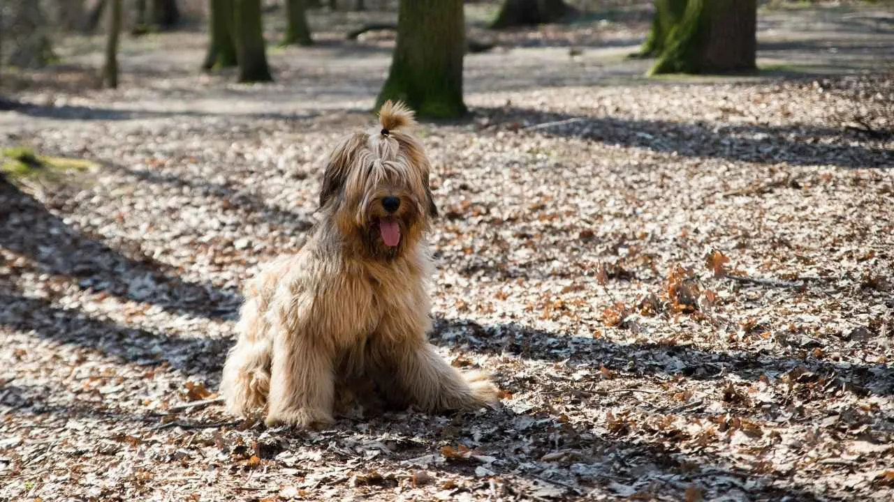 Briard