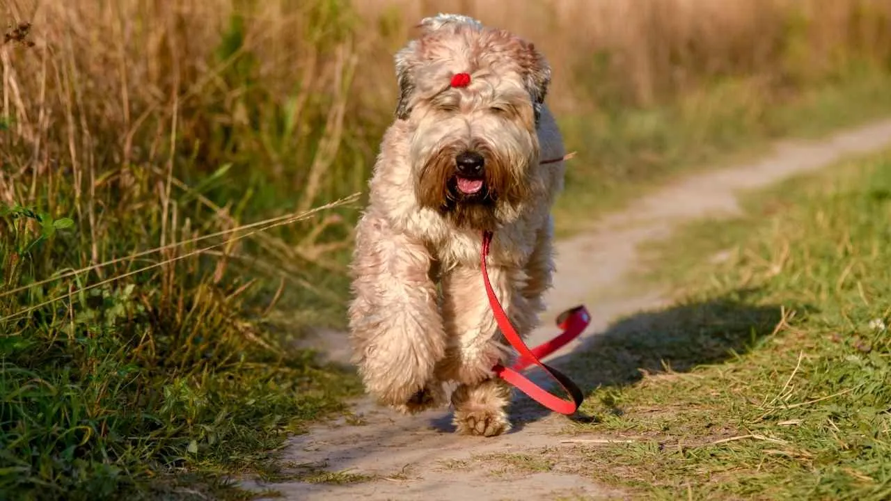 Briard