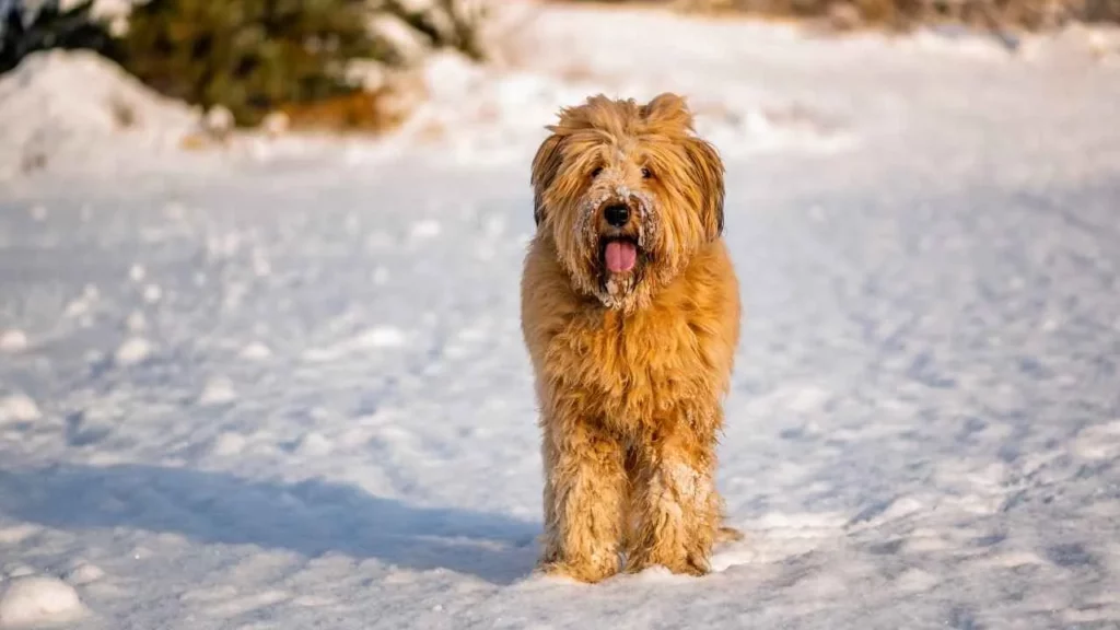 Briard