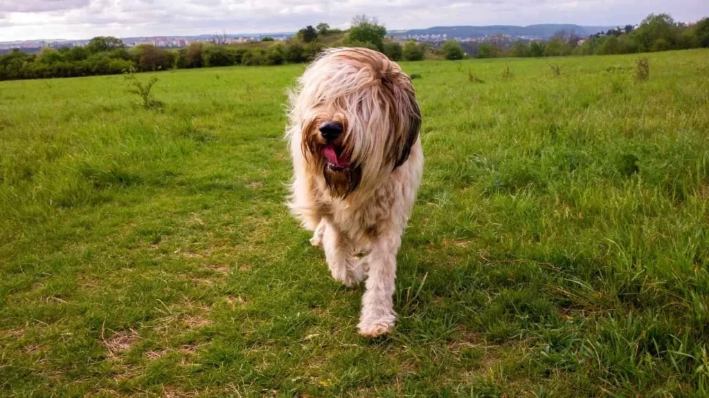 Briard-18