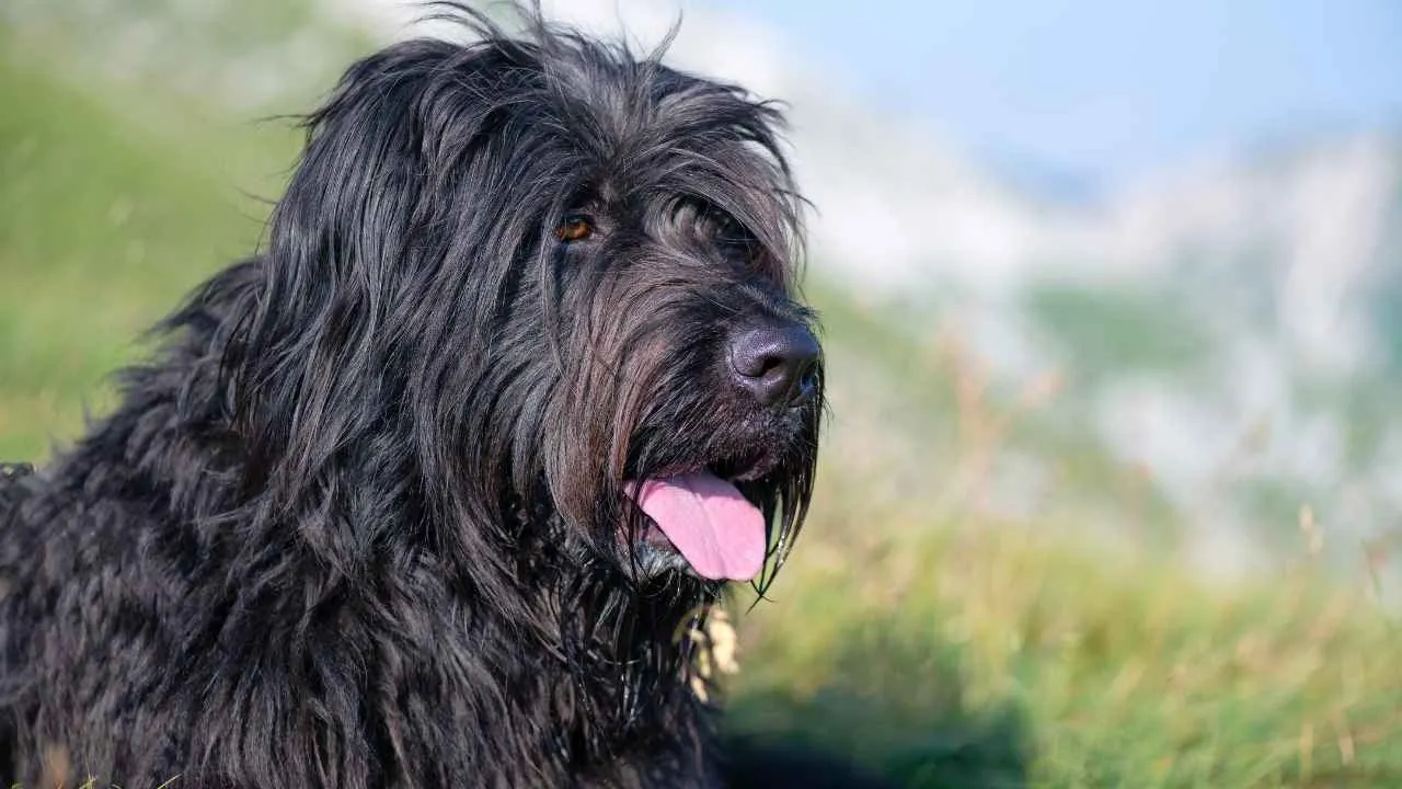 Briard