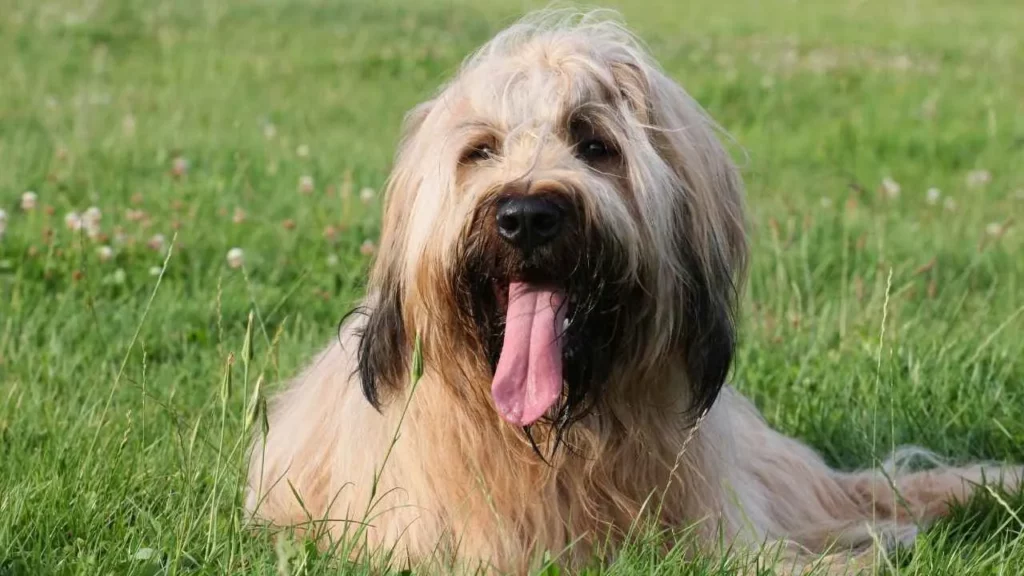 Briard