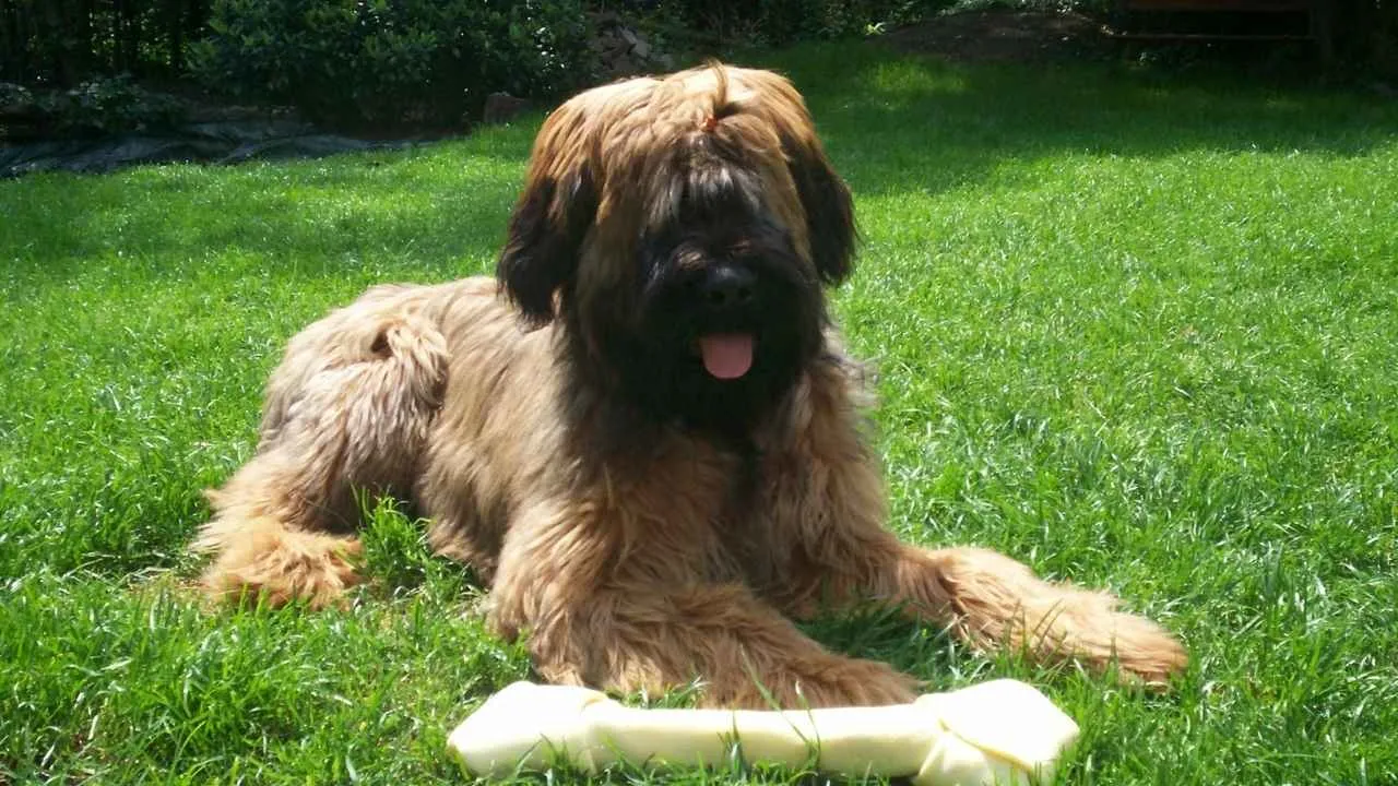 Briard