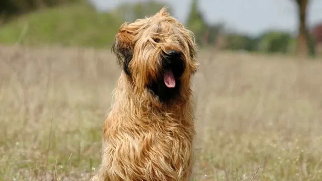 Briard-6