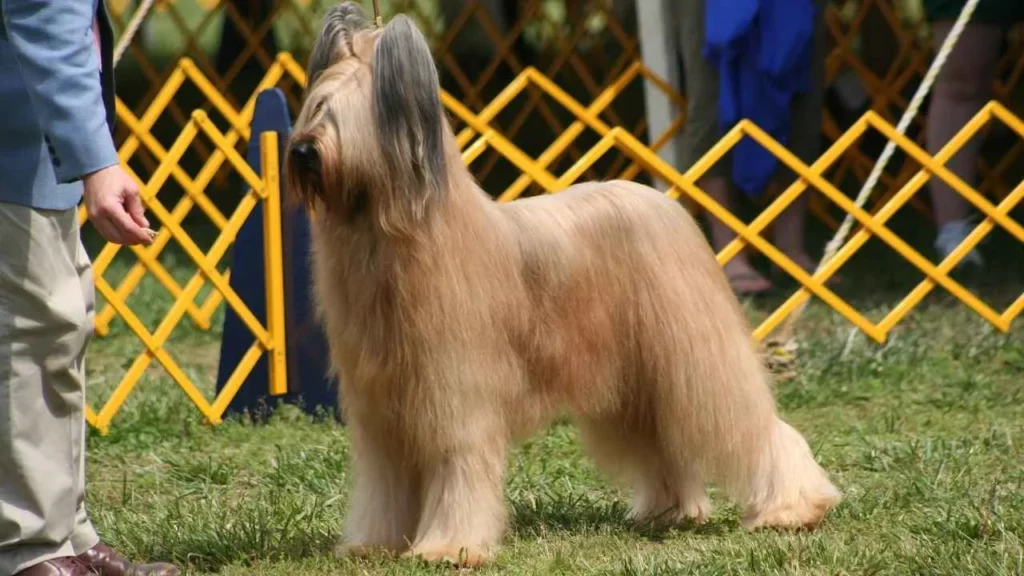 Briard-7
