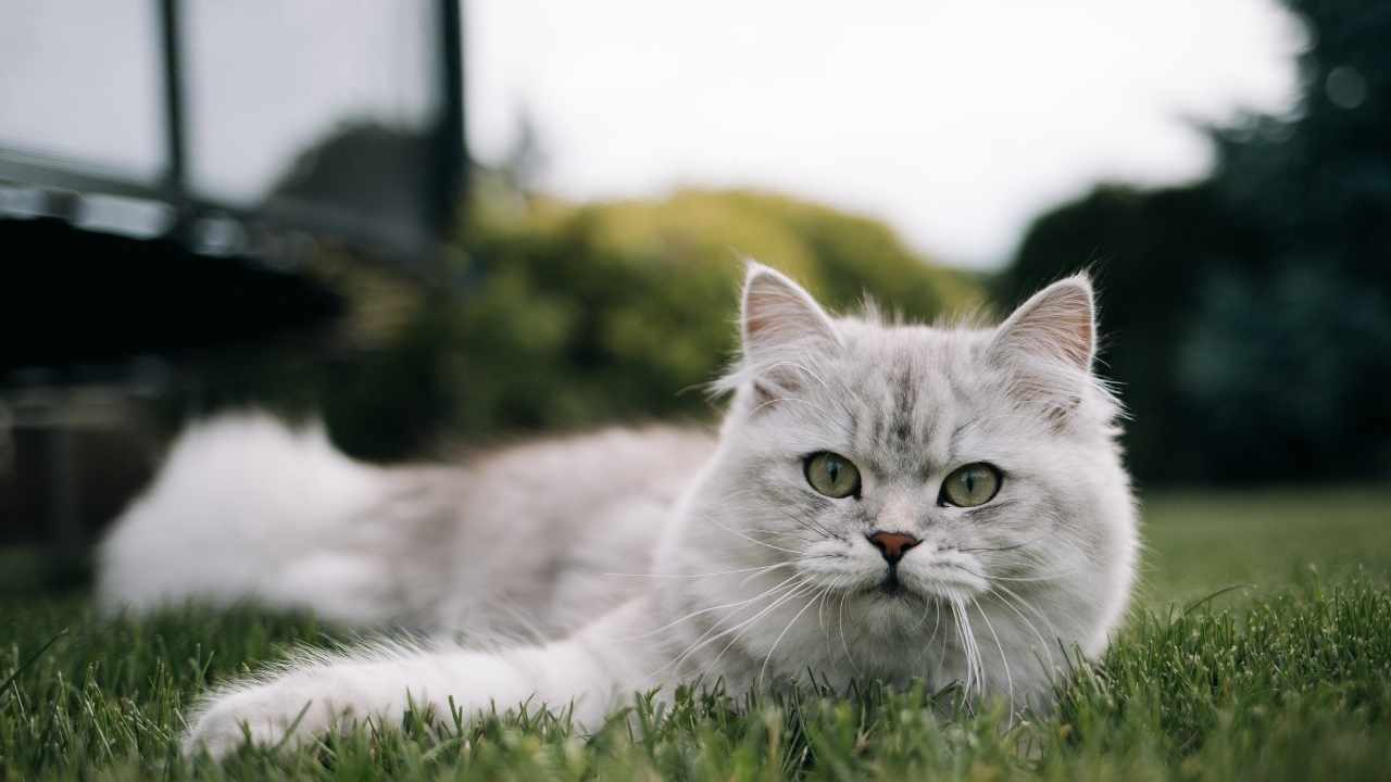 British Longhair