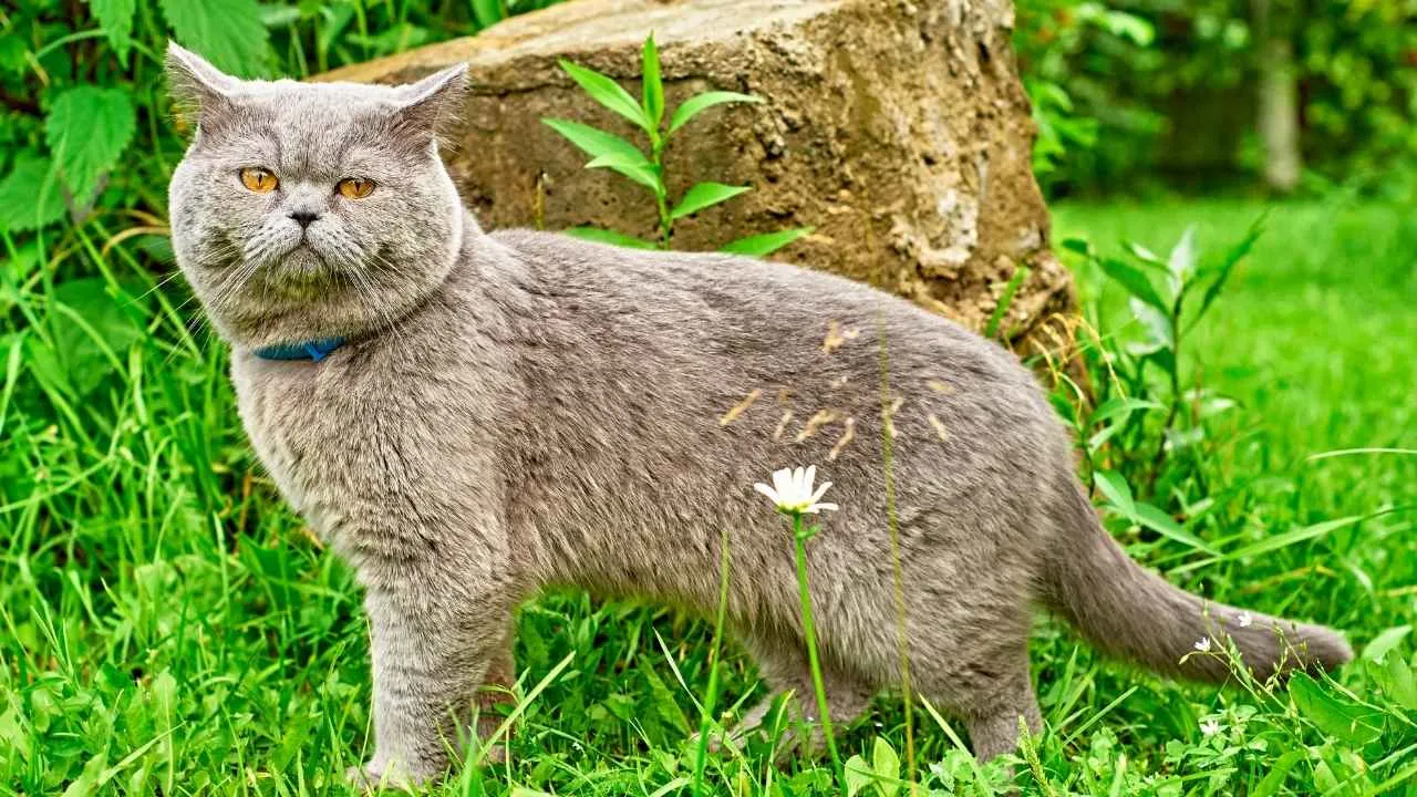 British Shorthair
