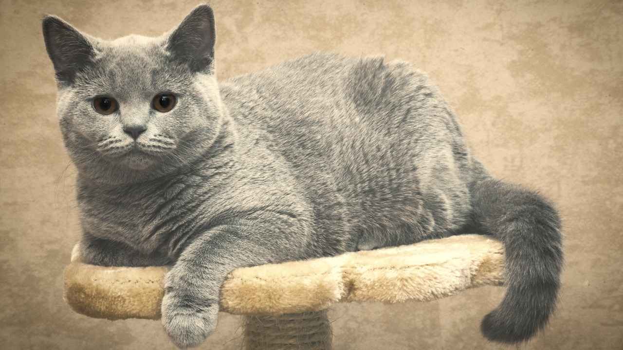 British Shorthair