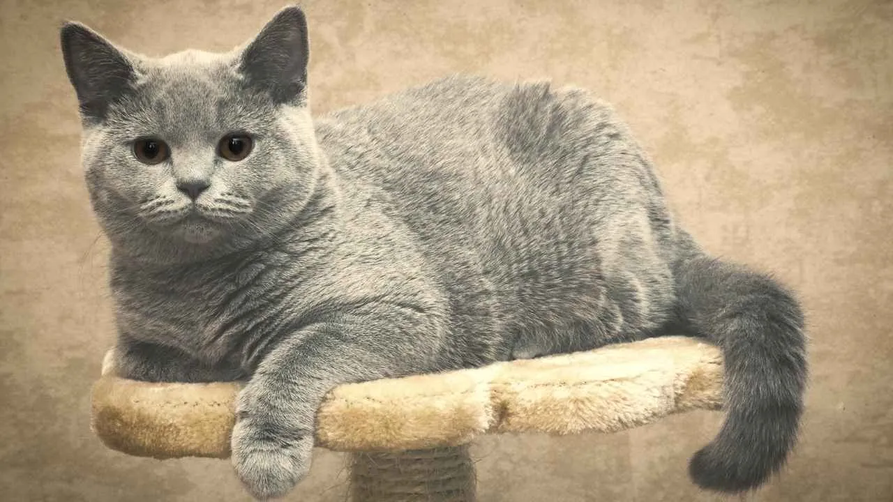 British Shorthair
