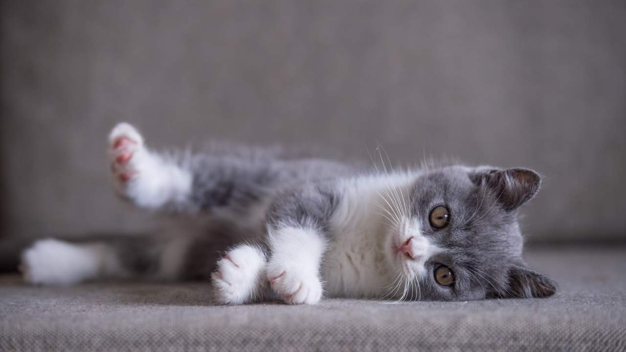 British Shorthair