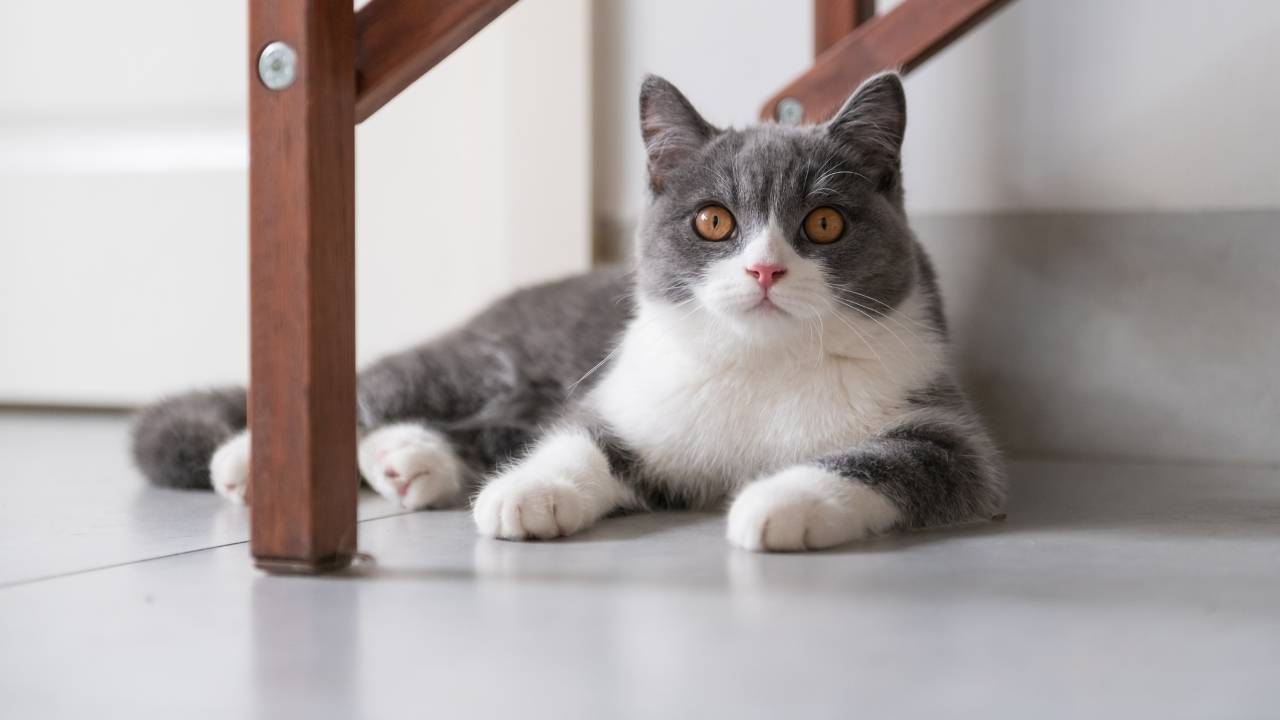 British Shorthair