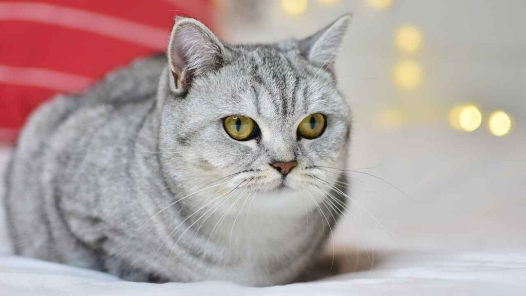 Norwegian Forest Cat