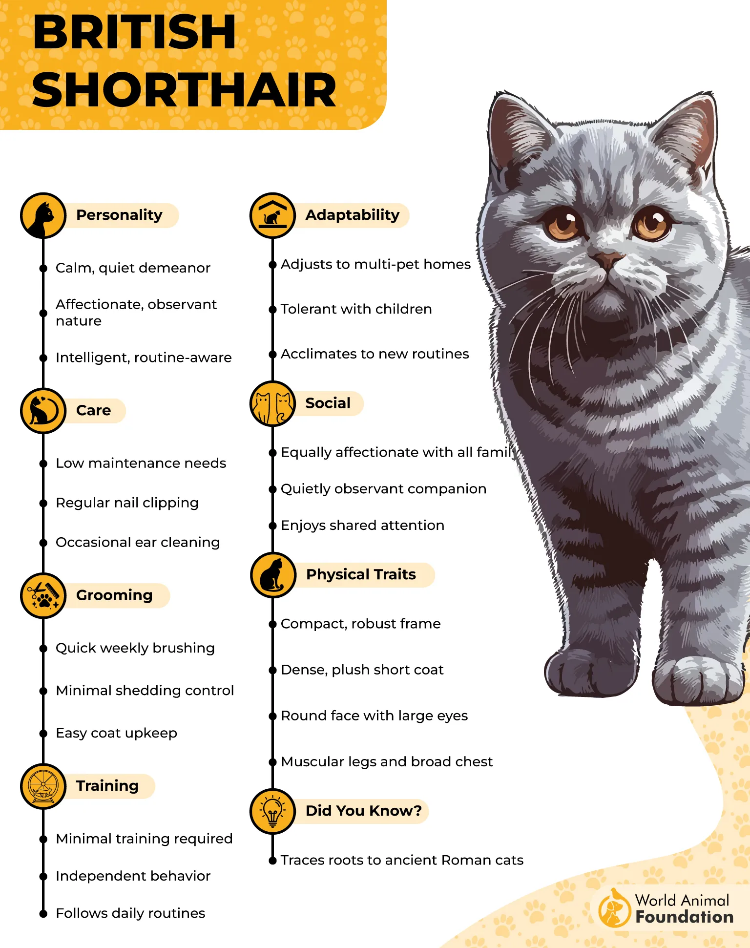 British Shorthair Profile