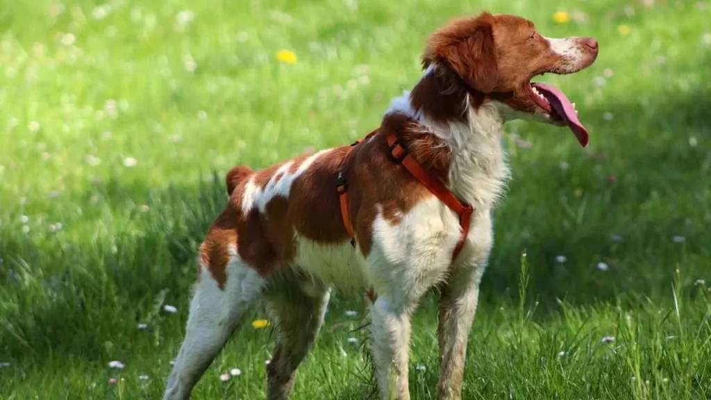 Brittany-Spaniel-5