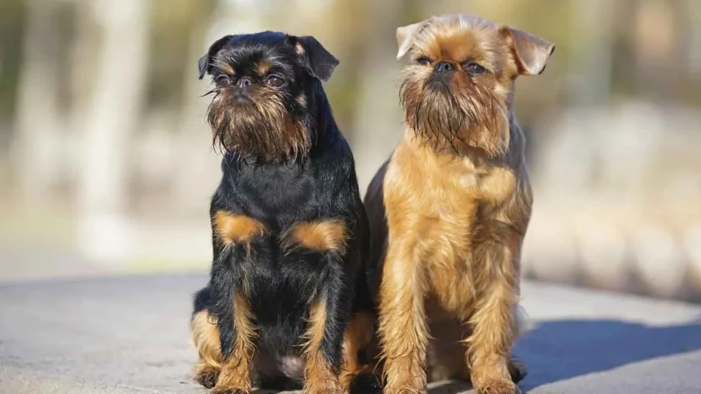 Brussels Griffon