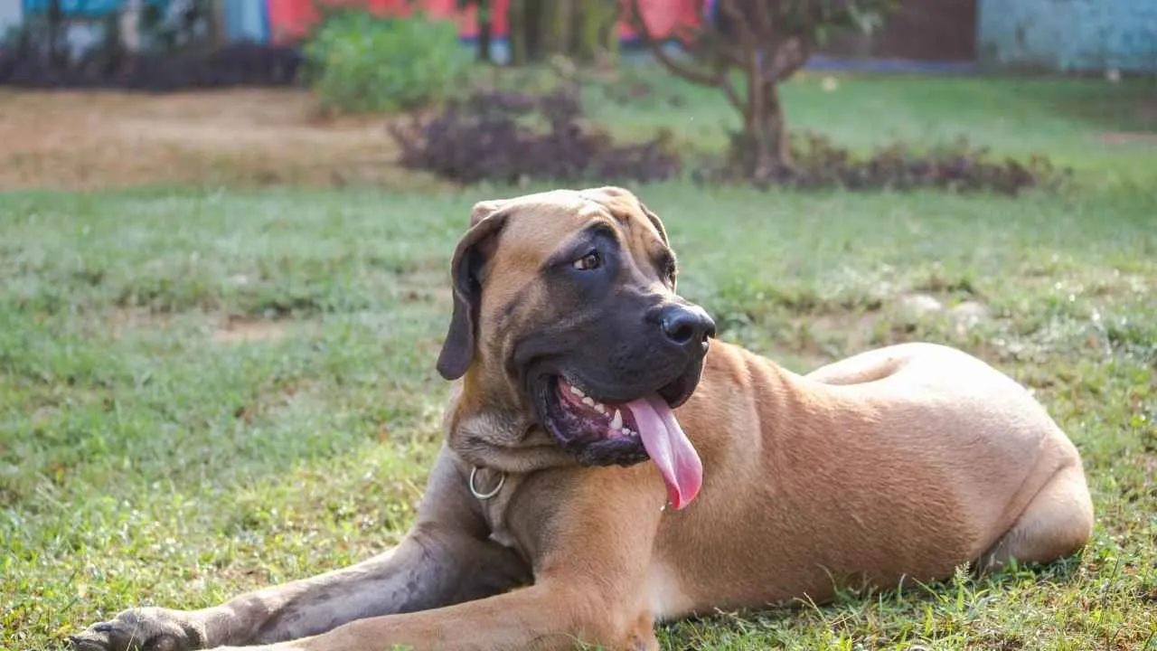 Bull Mastiff