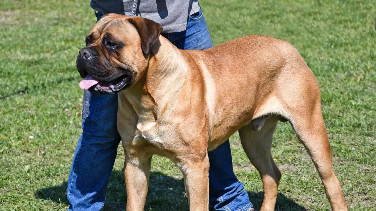 Bull Mastiff