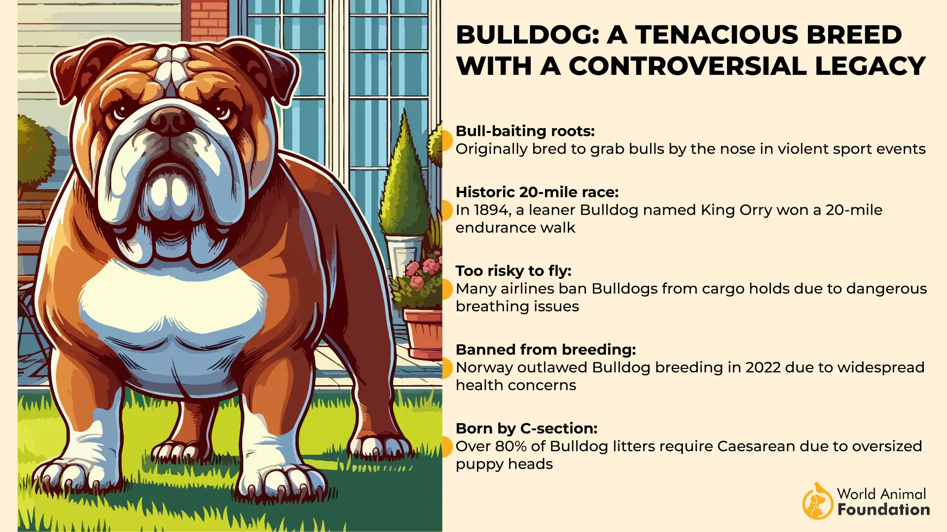 Bulldog A Tenacious Breed with a Controversial Legacy-01