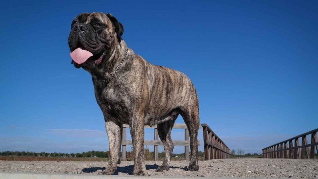 bullmastiff