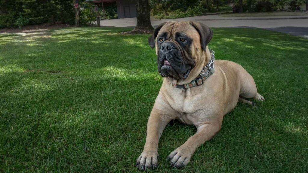 bullmastiff