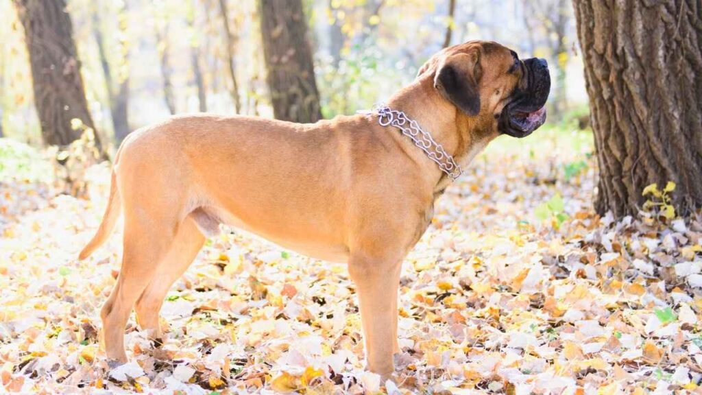 Bullmastiff-7-3