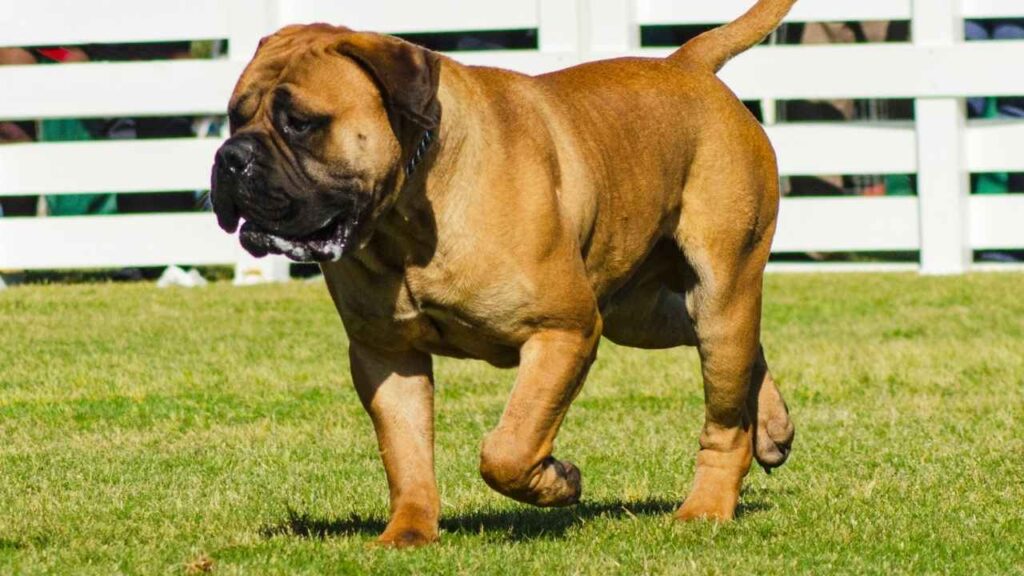 bullmastiff
