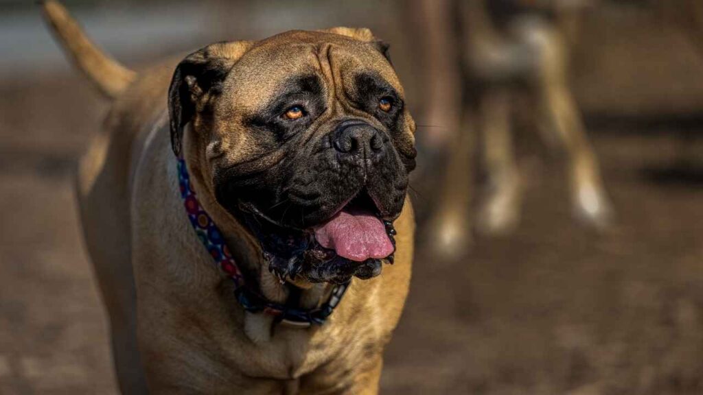 Bullmastiffs