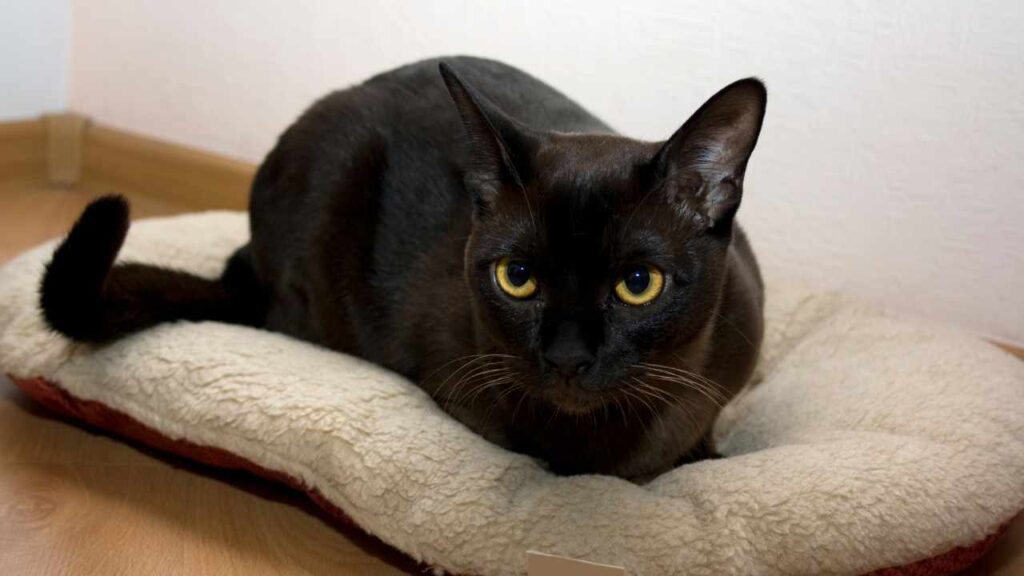 Burmese Cat