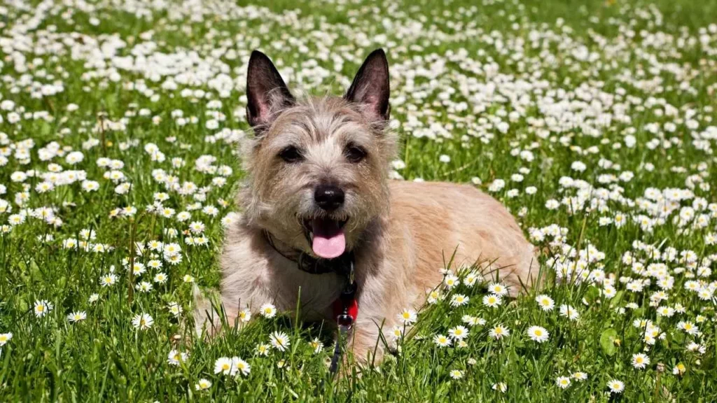 Cairn Terrier
