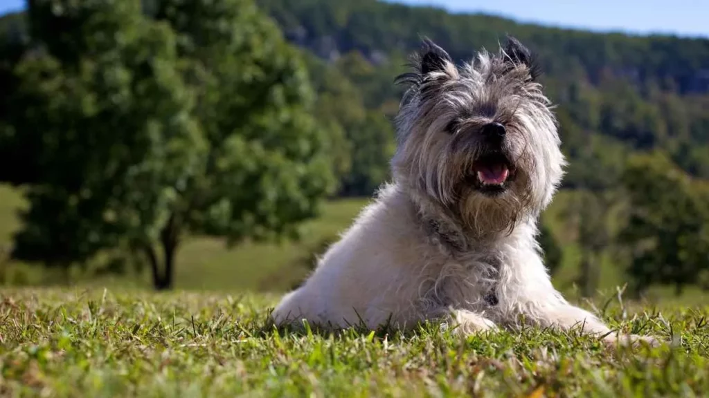 cairn terrier
