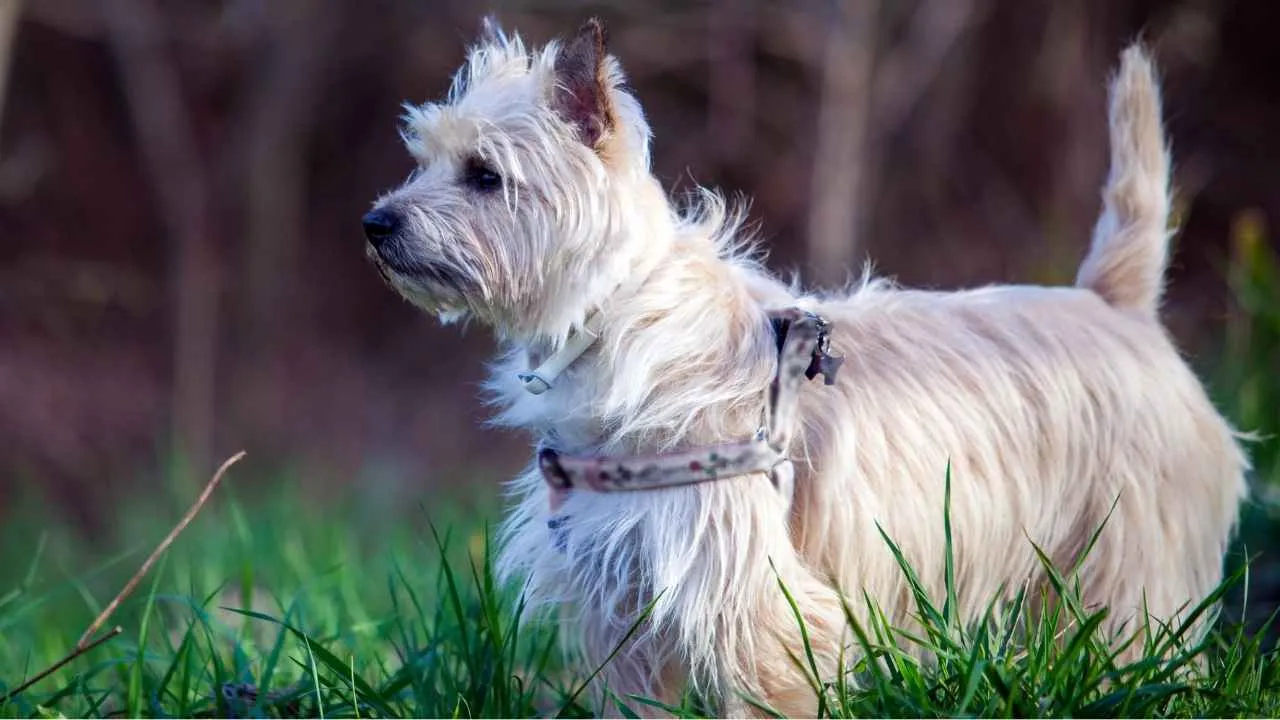 Cairn Terrier