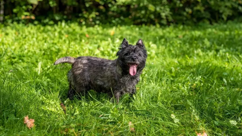 Cairn Terrier