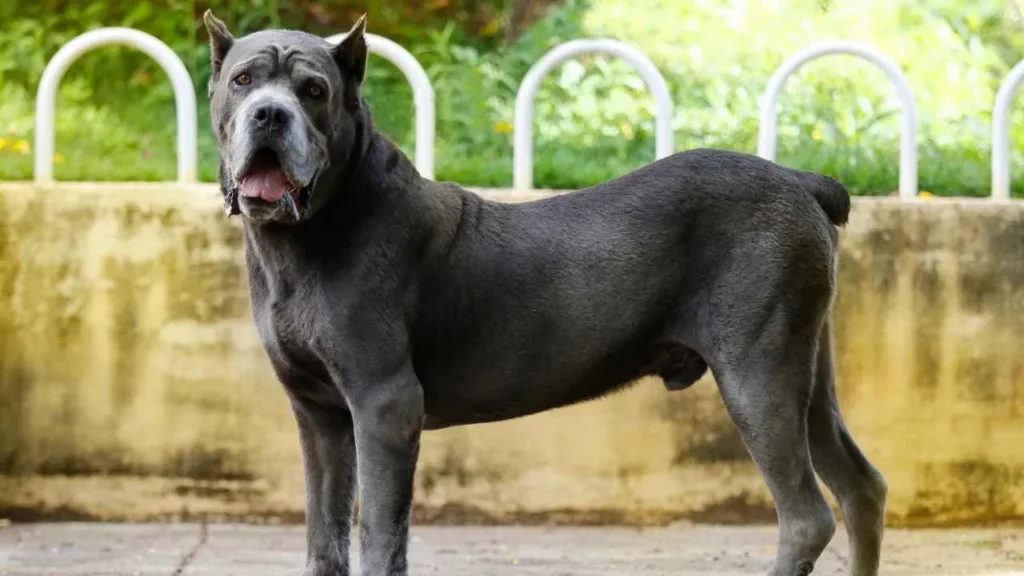 cane corso