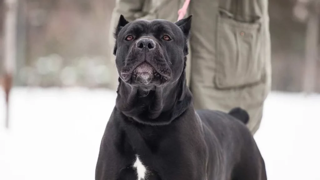 cane corso