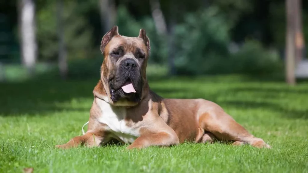 cane corso