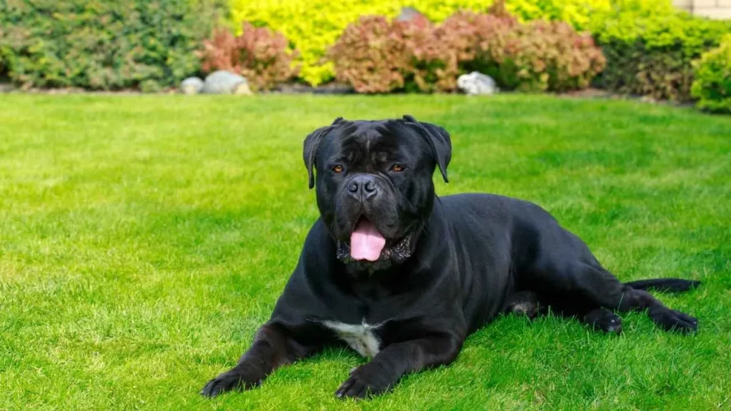 cane corso