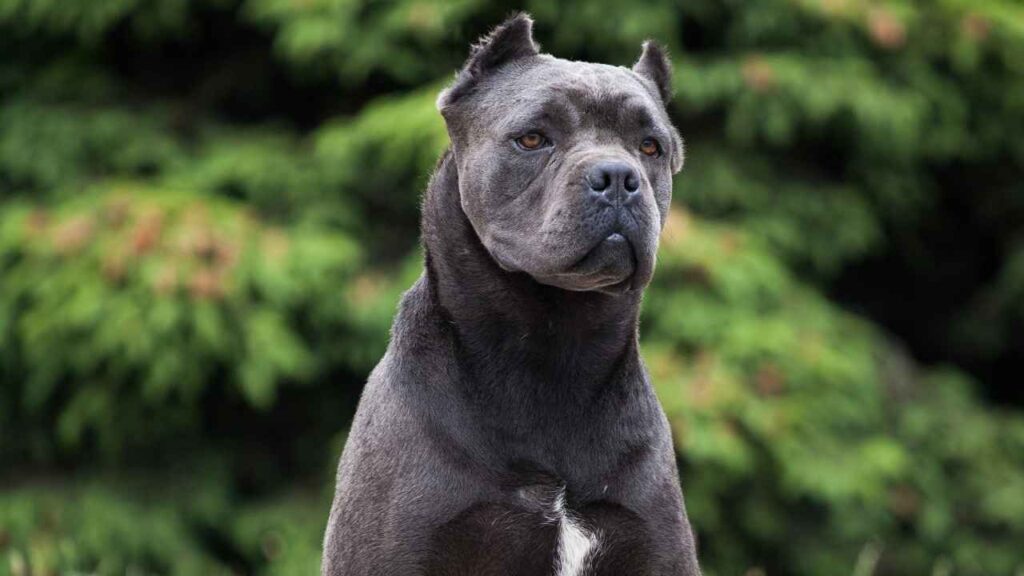 cane corso