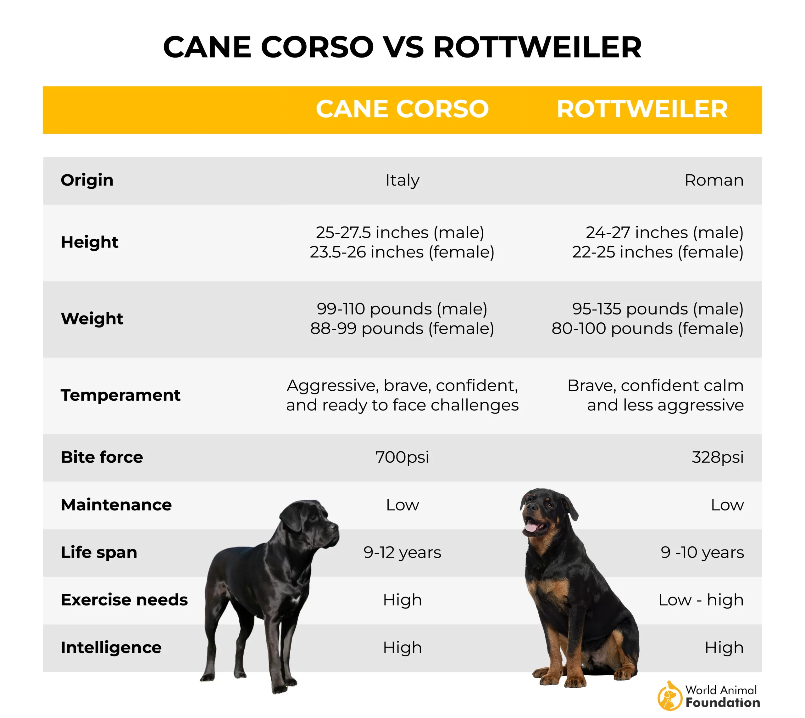 Cane Corso vs Rottweiler-01