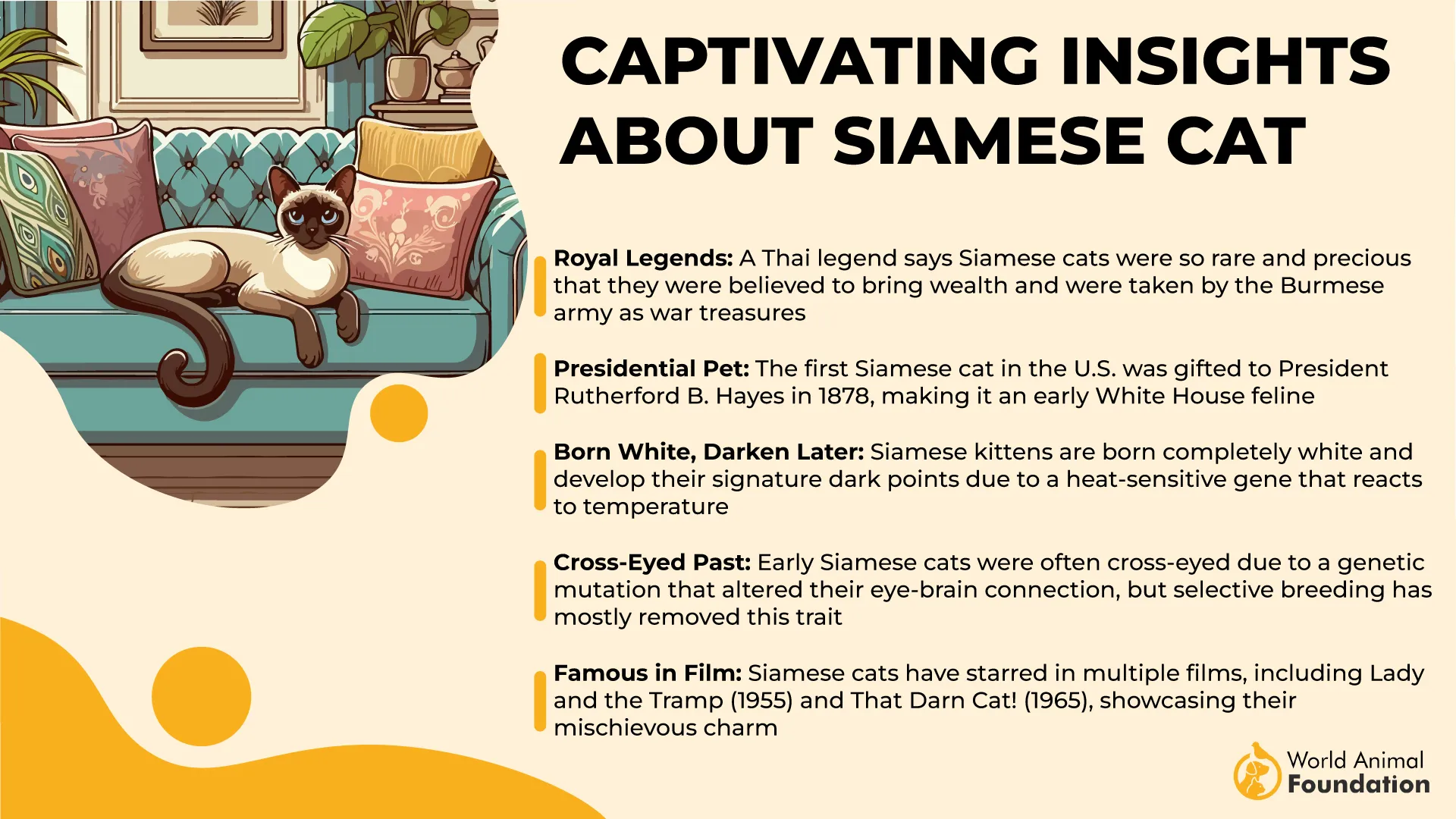 Captivating Insights About Siamese Cats-01