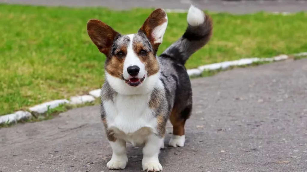 Corgi