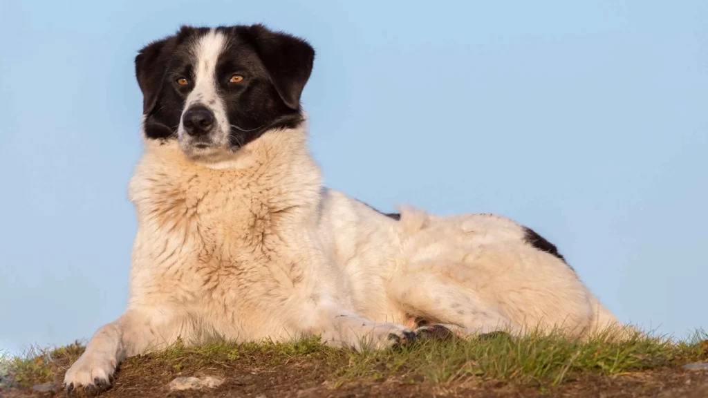 Carpathian Shepherd Dog