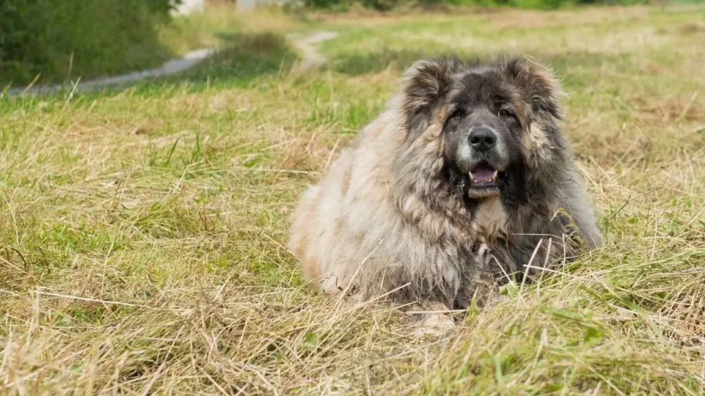 caucasian shepherd