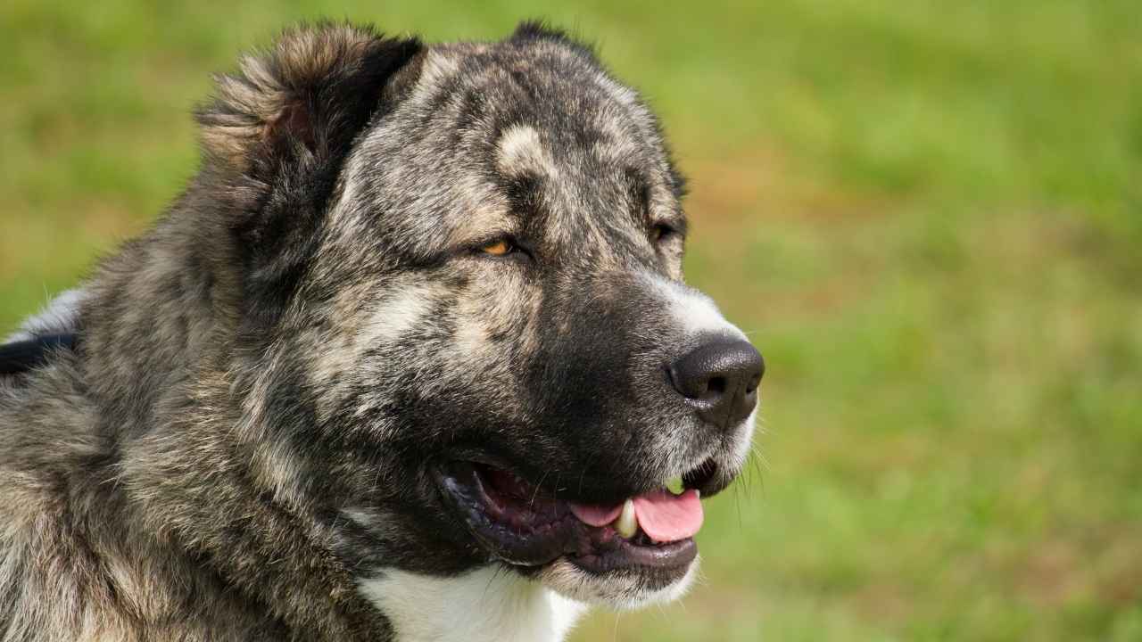Caucasian Ovcharka