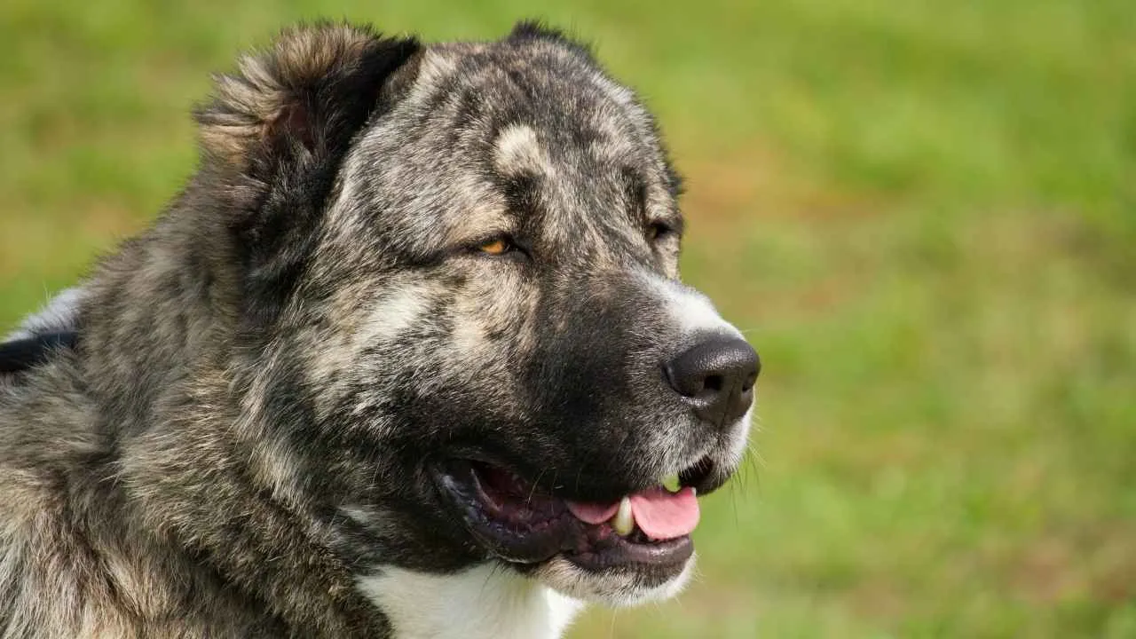 Caucasian Shepherd